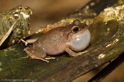 Eleutherodactylidae - Chirping Frogs and Allies 