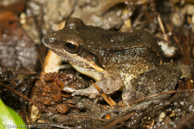 Leptodactylus albilabrisPuerto Rican White-lipped Frog