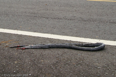 Lampropeltis micropholisBlack Milksnake