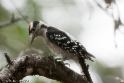 Downy Woodpecker