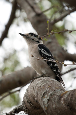 Downy Woodpecker