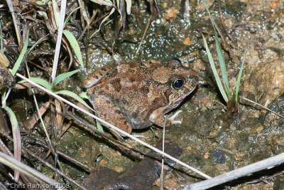 Platyplectrum ornatumOrnate Burrowing Frog