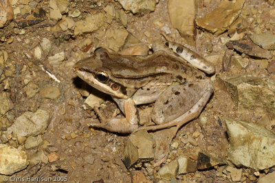 Leptodactylus insularumCentral American White-lipped Frog