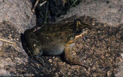 Leptodactylus melanonotusSabinal Frog