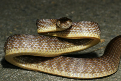 Boiga irregularisBrown Treesnake