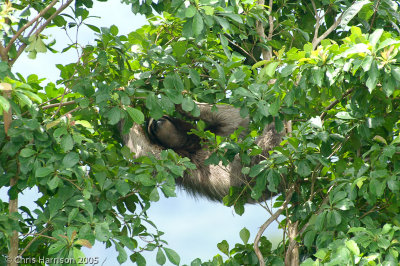 Brown-throated SlothBradypus variegatus