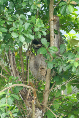 Brown-throated SlothBradypus variegatus