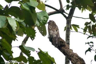 Common Potoo