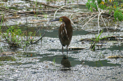 Rufescent Tiger-Heron