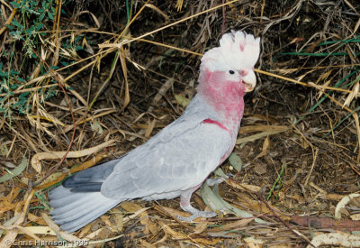Galah