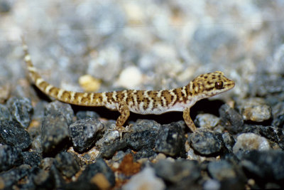 Heteronotia binoeiByrne's Gecko
