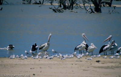 Lake Parmararoo Birds