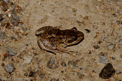 Limnodynastes cf. tasmaniensisSpotted Marsh Frog