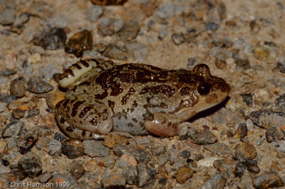 Limnodynastes fletcheriBarking Marsh Frog