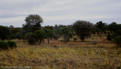 habitat, NSW