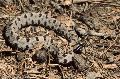 Sistrurus miliarius streckeriWestern Pygmy Rattlesnake