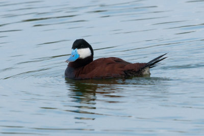 Ruddy Duck