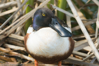 Northern_Shoveler-08278.jpg