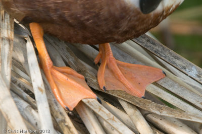 Northern_Shoveler-08285.jpg