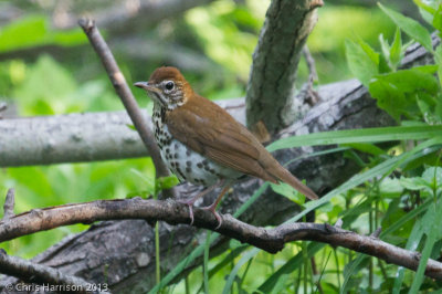 Wood_Thrush-07464.jpg