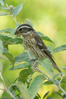 Black-headed Grosbeak