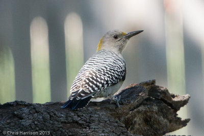 Golden-fronted Woodpecker