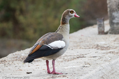 Egyptian Goose