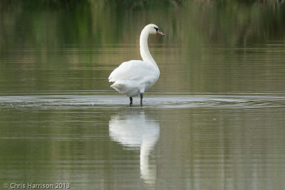 Mute Swan