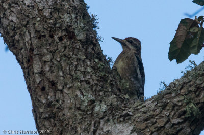 Yellow-bellied Sapsucker