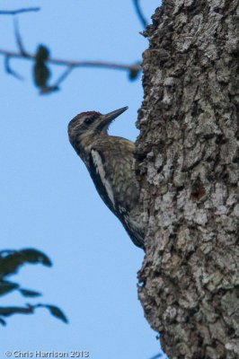 Yellow-bellied Sapsucker