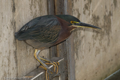Green Heron