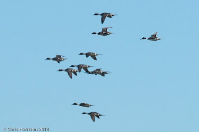 Northern Pintails