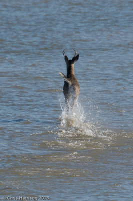 Odocoileus virginianus