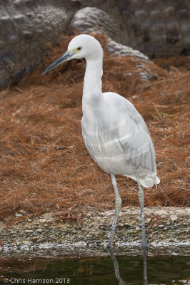 Little Blue Heron
