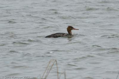 Red-breasted Merganser