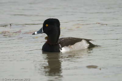 Ring-necked Duck