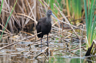 White-faced Ibis