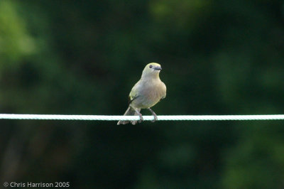 Palm Tanager