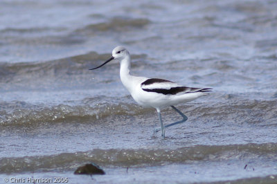 American Avocet