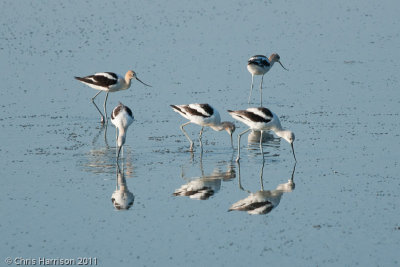 American Avocet