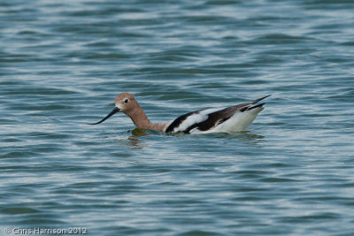 American Avocet