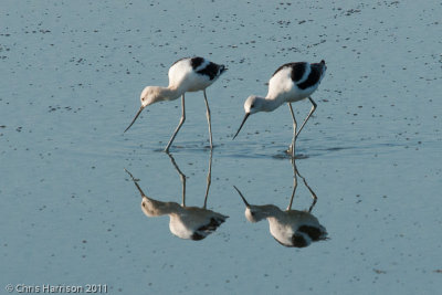 American Avocet