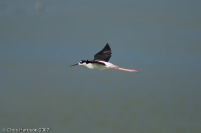 Black-necked_Stilt-14396.jpg
