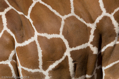 Giraffe and Okapi