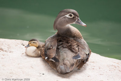 Wood Duck