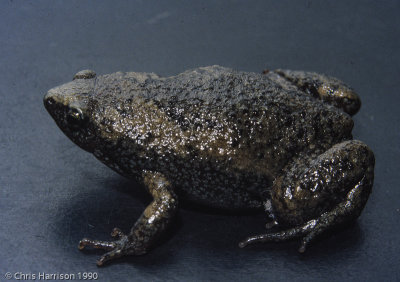 Microhylidae - Narrow-mouthed Toads and allies