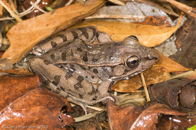 Lithobates sphenocephalus utriculariusSouthern Leopard Frog