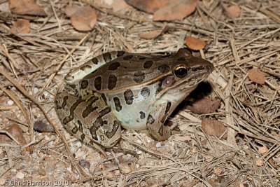 Lithobates sphenocephalus utriculariusSouthern Leopard Frog