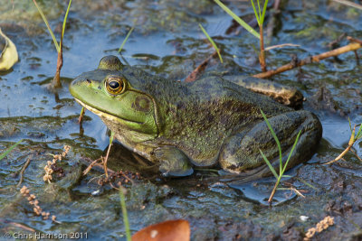 Lithobates catesbianusAmerican Bullfrog