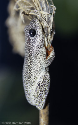 Hyperolius parallelusAngolan Reed Frog